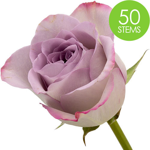 50 Lilac Roses