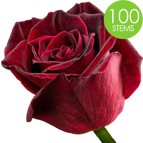 100 Black Baccara Roses