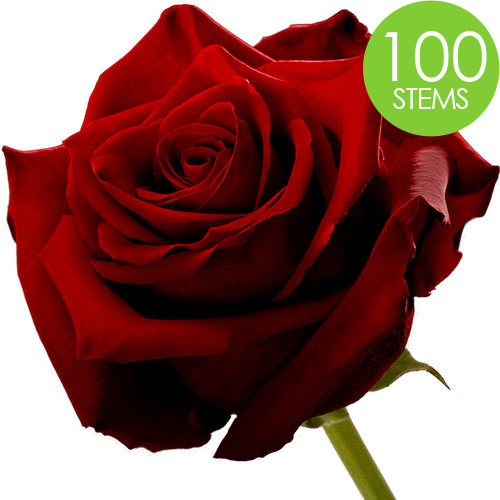 100 Roses