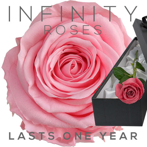 INFINITY Luxury Single PINK Rose