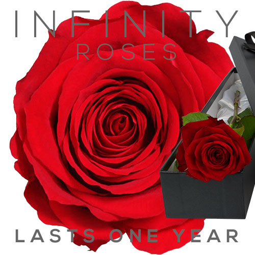 INFINITY Luxury Single RED Rose