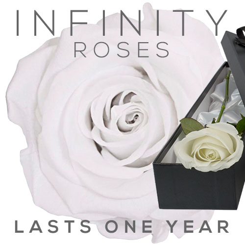 INFINITY Luxury Single WHITE Rose