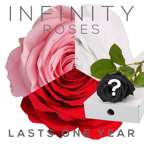 A single Infinity rose