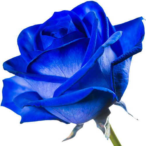 A single blue rose