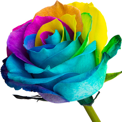 A single Happy rose