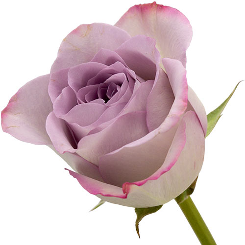A single lilac rose