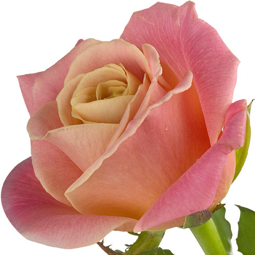 A single peach rose